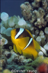 A home guarding Red Sea anemonefish by Dexter Yeung 